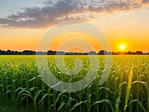 Corn field, blue sky with sunset or sunlight. agriculture farming concept