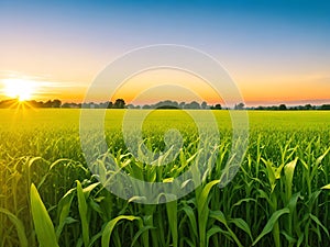 Corn field, blue sky with sunset or sunlight. agriculture farming concept