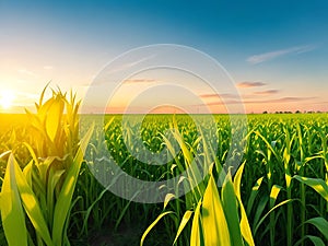 Corn field, blue sky with sunset or sunlight. agriculture farming concept