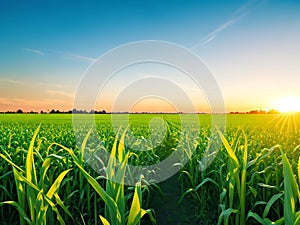 Corn field, blue sky with sunset or sunlight. agriculture farming concept