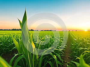 Corn field, blue sky with sunset or sunlight. agriculture farming concept