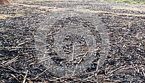 Corn field burn