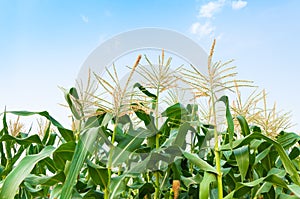 Corn field in a clear day, corn tree with blue cloudy Sky