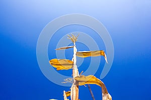 Corn field in clear day, corn tree with blue cloudy Sky