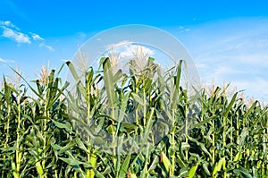 Corn field in clear day, Corn tree at farm land