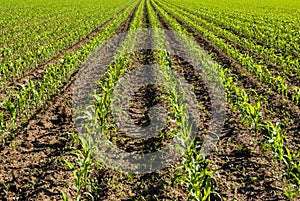 Corn Field - Close Shot