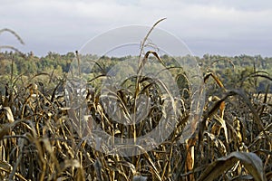 Corn field close up