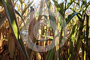 Corn field close-up, autumn. Maize cobs among green and dry yellow leaves. Agriculture in the countryside.