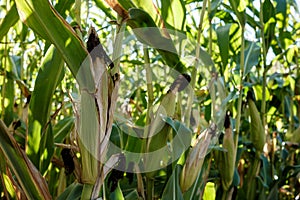 Corn field close-up, autumn. Maize cobs among green and dry yellow leaves. Agriculture in the countryside.