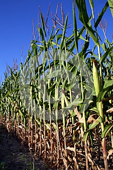 Corn field - close-up