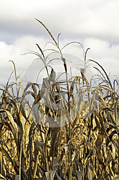 Corn field close up with clouds