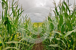 Corn field close up. Copy space.