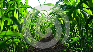 Corn field close up. Corn leaves sway in the wind. Agricultural scene. Selective focus. 4k video