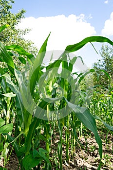 Corn field close-up