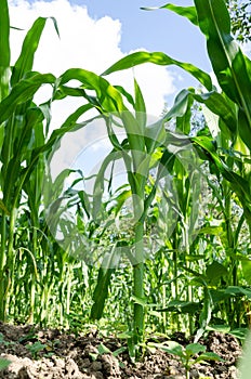 Corn field close-up