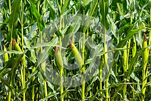 Corn field close up. Green corn in the summer agricultural season. Close up of ears of corn in the field