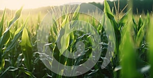 Corn field close up. Green Maize Corn Field Plantation in Summer Agricultural Season. Generative AI