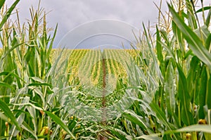 Corn field close up. Selective focus.