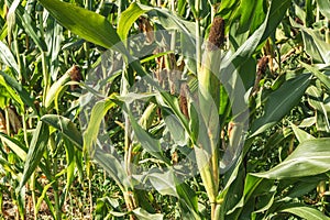 Corn field close up. Selective focus. Green Maize Corn Field Plantation in Summer Agricultural Season. Close up of corn on the cob