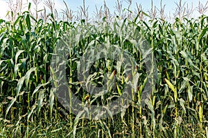 Corn field close up. Selective focus. Plantation of green corn in the summer agricultural season. Close up of ears of corn in the