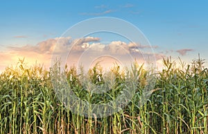 Corn Field photo