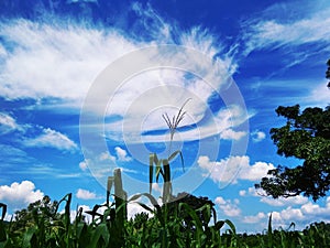 Corn field and cloudly sky