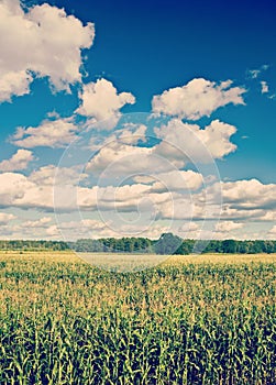 Corn field and cloudy sky instagram stile