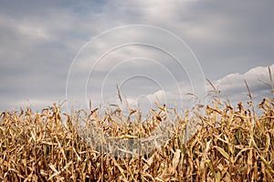 Corn field and cloudy sky. Maize plant before harvest