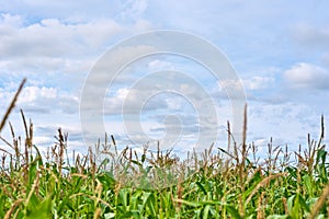 Corn field and cloudy sky in a summer day