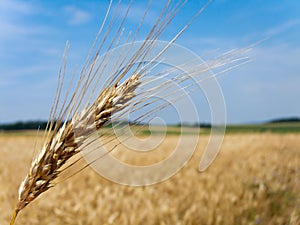 Corn field corn with barley