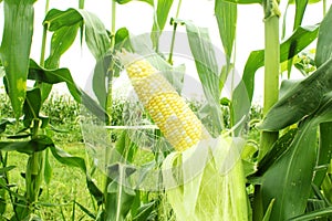 Corn field with corn ear photo