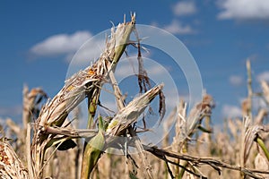 a corn field with corn plants destroyed by hail. The leaves have been knocked off. The pistons have opened. In the background blue
