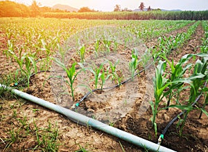 Corn field in the countryside Using drip watering system It is an economical agricultural resource.