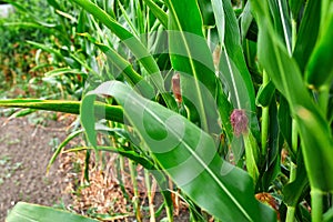 Corn field on crop plant for harvesting, auutmn