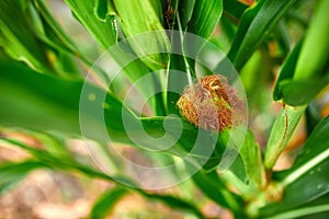 Corn field on crop plant for harvesting, auutmn