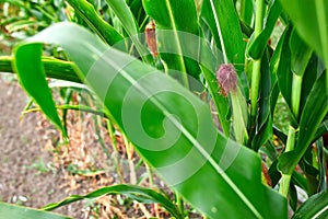 Corn field on crop plant for harvesting, auutmn