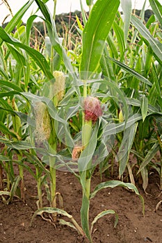 Corn field, cultivated corn cob growing, harvest in the summer, agriculture plants for food, farmland on the countryside