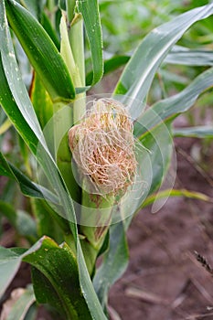 Corn field, cultivated corn cob growing, harvest in the summer, agriculture plants for food, farmland on the countryside