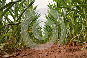 Corn field, cultivated corn cob start to grow, harvest in the summer, agriculture plants for food, farmland