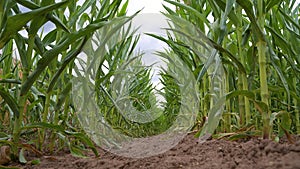 Corn field, cultivated corn cob start to grow, harvest in the summer, agriculture plants for food, farmland on the countryside