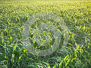 Corn field at dawn in the summer. Israel, June month.