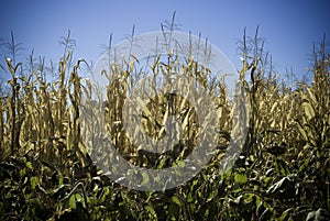Corn Field Detail