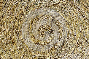 corn field and detail of straw