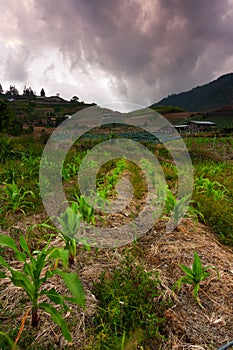 Corn field with dramatic clouds at Kundasang, Sabah, East Malaysia