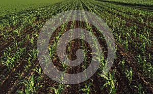 Corn field from drone point of view