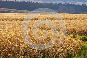 Corn Field Drought Devastation