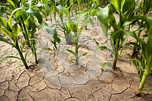 Corn field during drought, hot weather, cracked ground, dry soil.