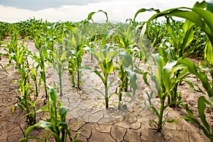 Corn field during drought, hot weather, cracked ground, dry soil.