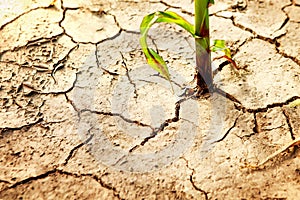 Corn field during drought, hot weather, cracked ground, dry soil.