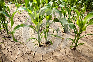 Corn field during drought, hot weather, cracked ground, dry soil.